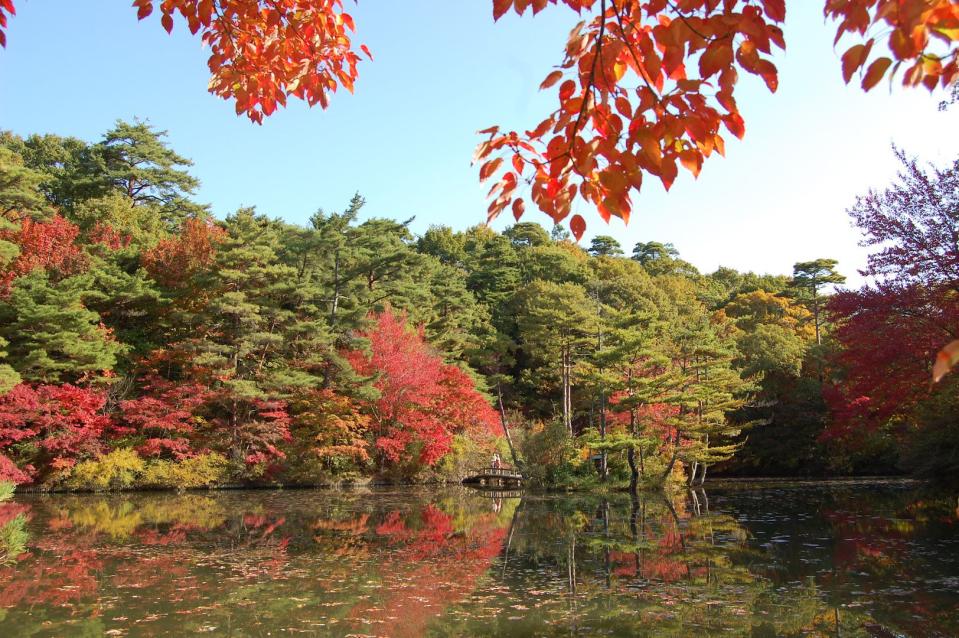 <h3>2：神戶市立森林植物園</h3> <p>位於六甲山一角，園內主要以木本植物為主。到了秋季，色彩絢麗的紅葉開始染上秋色，可以欣賞到日本槭樹、野漆樹、水杉樹等38種約3000棵紅葉。</p> <cite>神戶市台灣推廣事務所</cite>