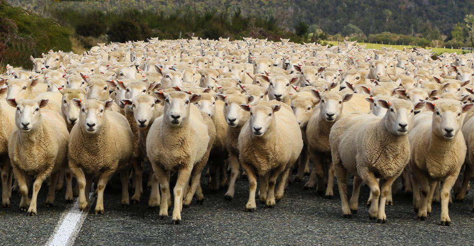 sheep heading down the road in New Zeakabd