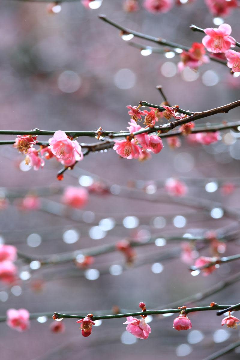 即便是下雨天的梅花，拍照起來也有一番情趣。