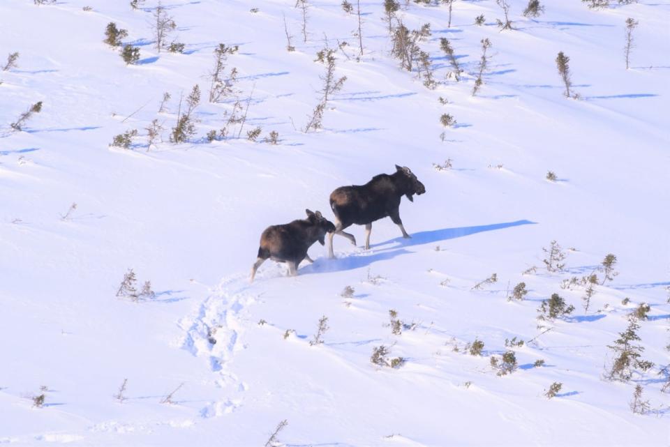 A cow and calf are seen walking through snow on Cape Breton Island.