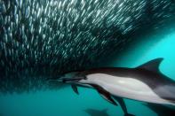 <p>Sardine run in Kwazulu Natal, South Africa // July 29, 2010</p><p><strong>RELATED: </strong><a href="https://www.redbookmag.com/life/news/g4351/national-geographic-2017-photo-contest-nature/" rel="nofollow noopener" target="_blank" data-ylk="slk:10 of the Most Stunning Nature Photos of the Year;elm:context_link;itc:0;sec:content-canvas" class="link "><strong>10 of the Most Stunning Nature Photos of the Year</strong></a></p>