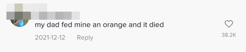 a comment saying the hamster was given an orange to eat and it died