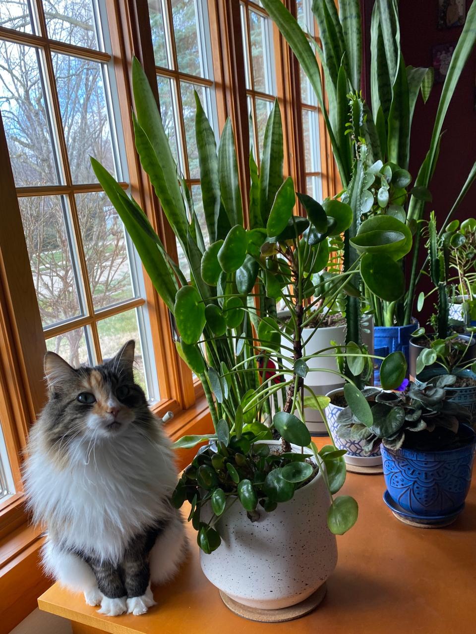 Willow, queen of the houseplant jungle