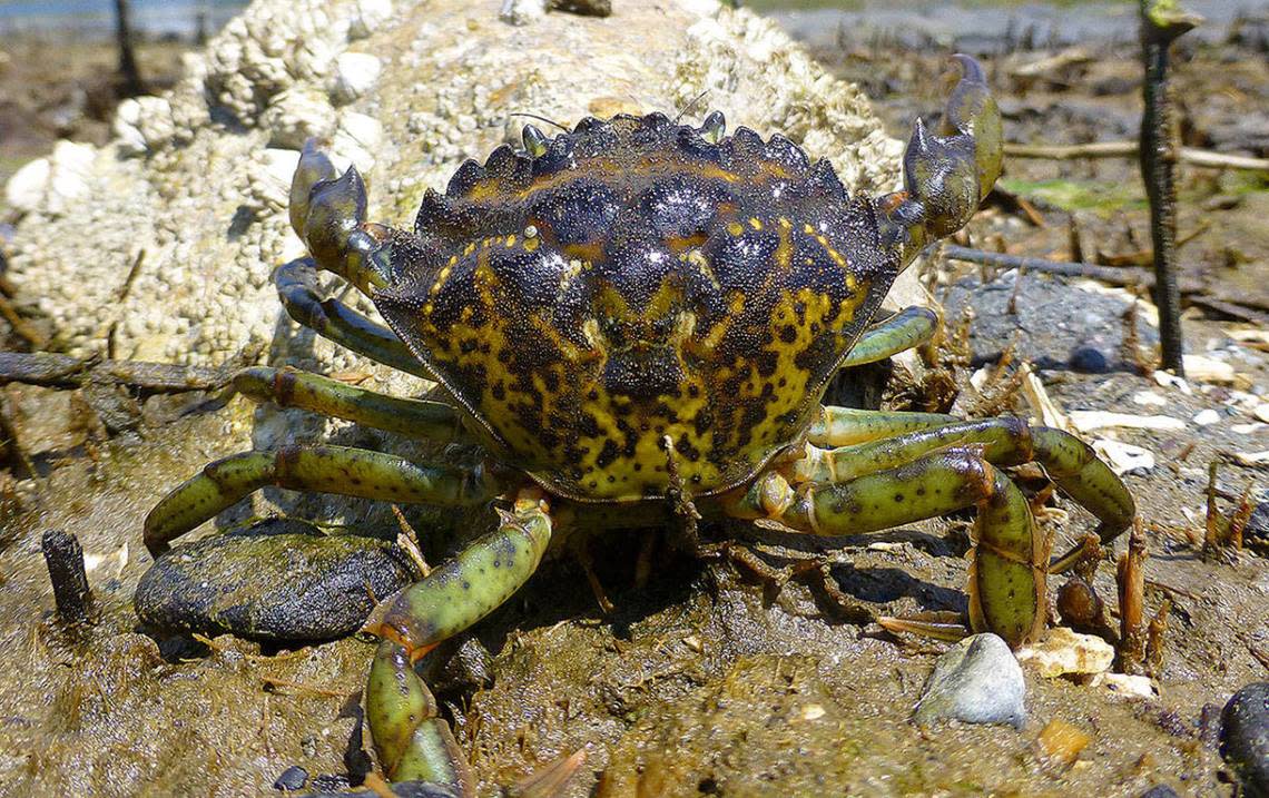 Despite its name, the European green crabs distinguishing feature is not its color, but the five spines to the outside of the eye on the shell.