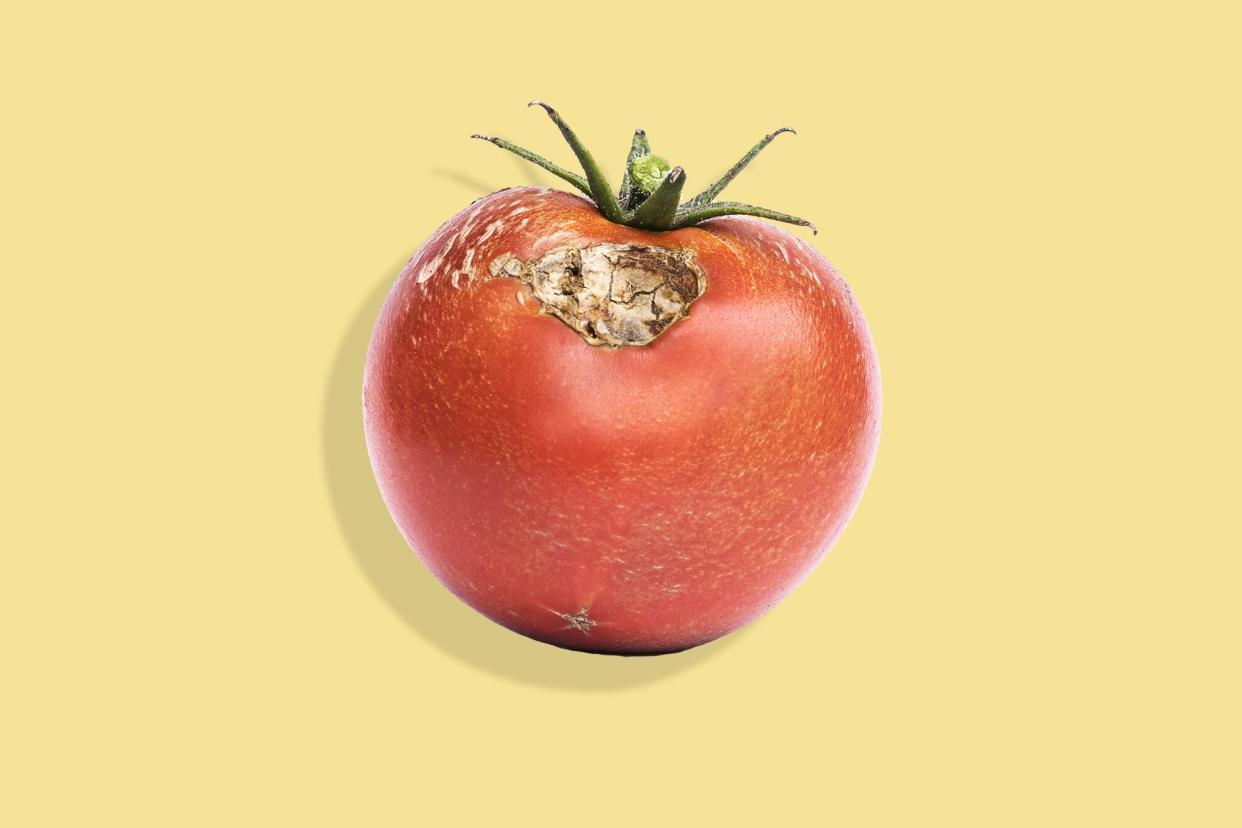 moldy tomato