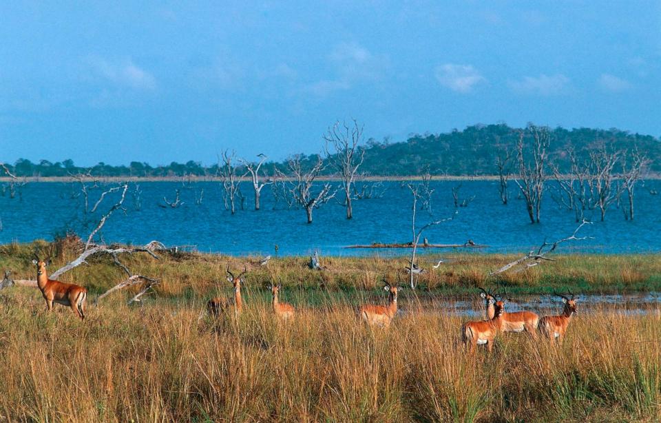 PHOTO: Group of Impalas in the bush at the edge of the Kafue River, the Kafue National Park, Zambia.  (Dea/Getty Images)