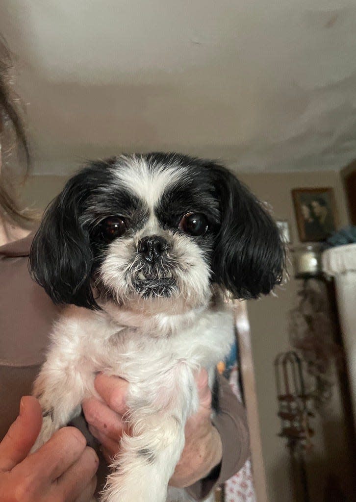 Bippy, who is nearly 17 years old and is blind and deaf, was attacked by a bobcat in Martensdale, Iowa, on Sunday.