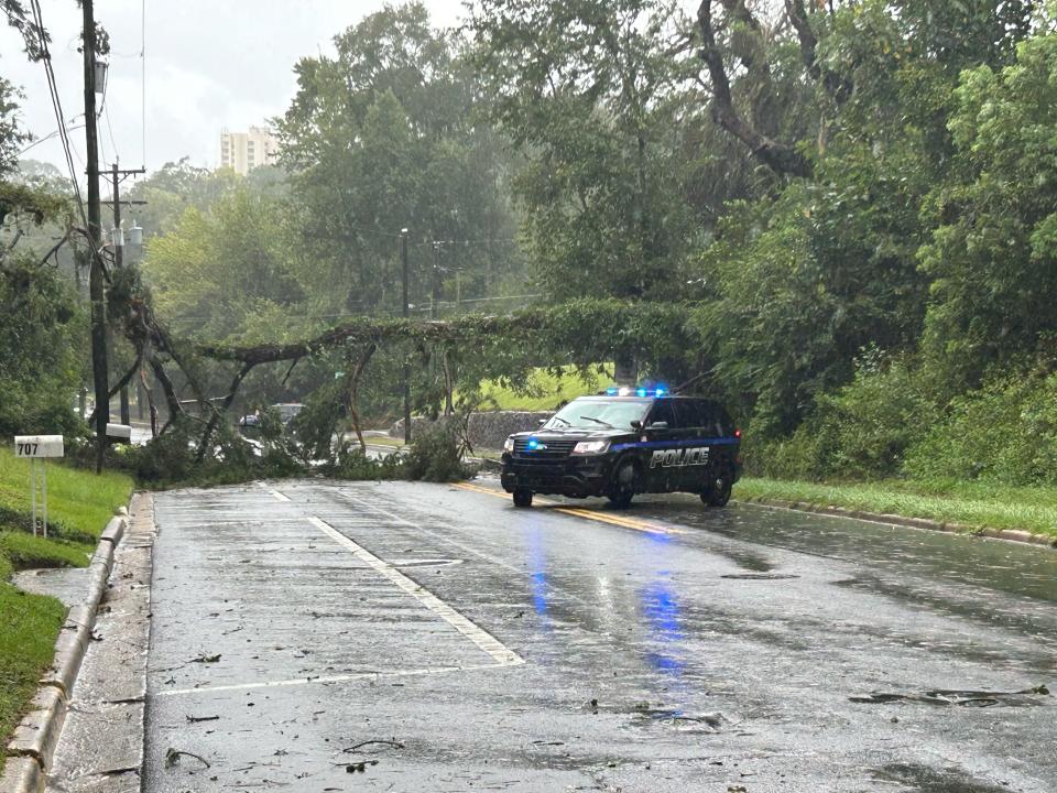 A downed tree at Miccosukee and Pine Street after Hurricane Adalia passed through on Wednesday, Aug. 30, 2023.
