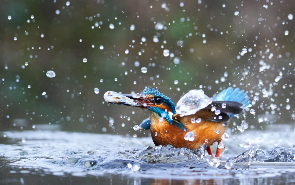 A dramatic fish-eye view shows life from beneath the surface - as a hidden underwater camera captures the moment a kingfisher dives from above to catch its next meal