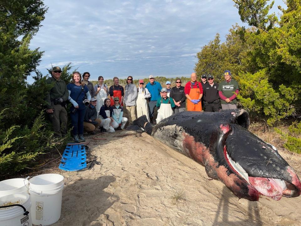 Researchers from several groups and organizations along the N.C. coast on Jan. 8 conducted a necropsy on a baby North Atlantic right whale calf that was found wedged under a pier in Morehead City.