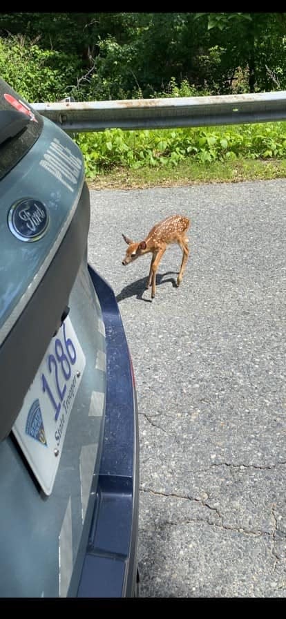 A fawn that a Massachusetts State trooper prevented getting on the Mass. Pike on Sunday in Framingham.