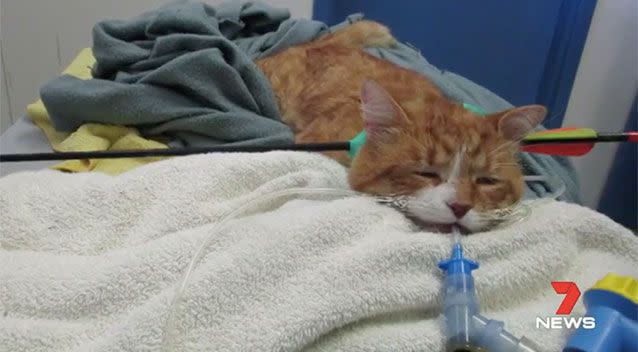 This cat was found with an arrow in its neck in Ellenbrook, Perth. Source: 7 News