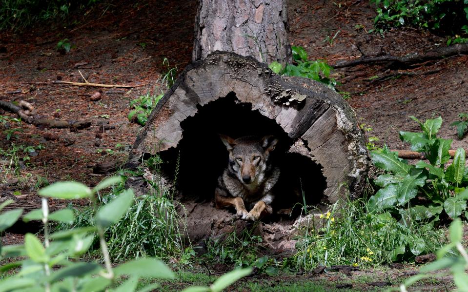 FILE - In this May 13, 2019 file photo, a female red wolf peers from within a tree trunk in its habitat at the Museum of Life and Science in Durham, N.C.