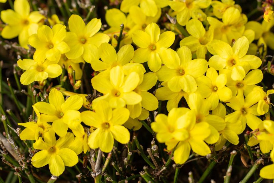 Winter jasmine with yellow blossoms