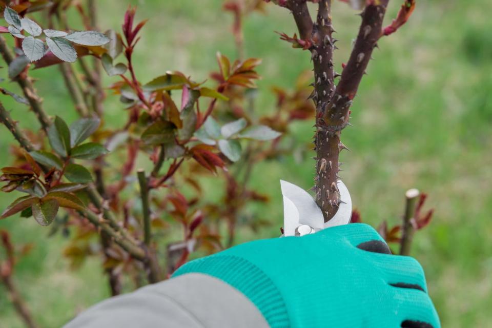 Gardener cuts off dead cane from rose bush. 