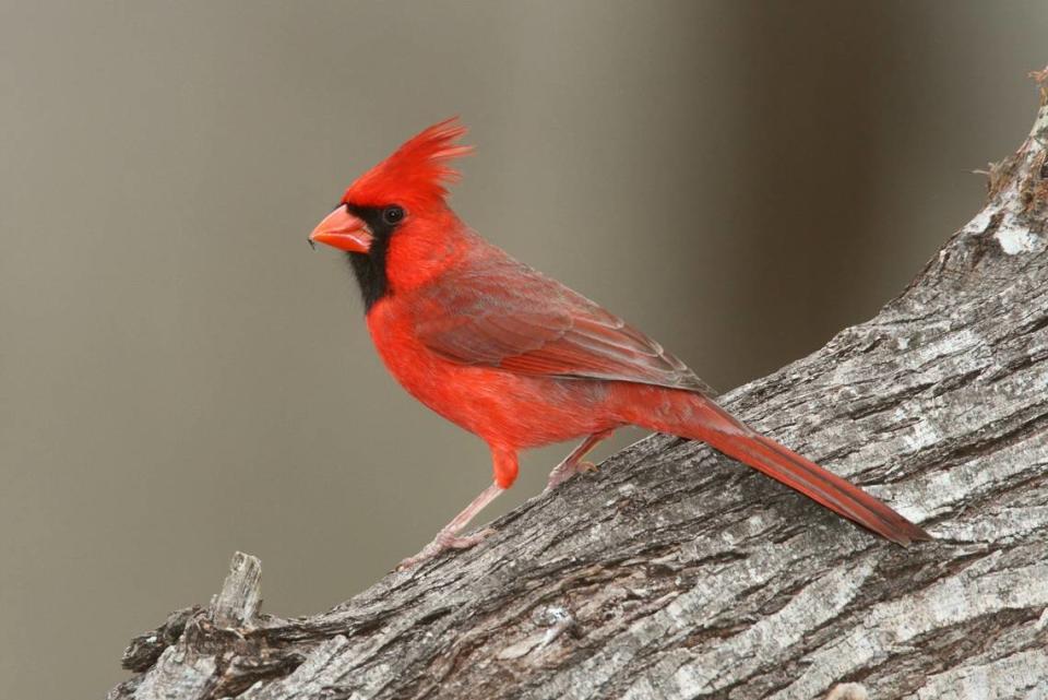 Northern cardinals enjoy snacking on sunflower seeds.