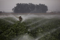 In this Tuesday, Sept. 4, 2018, photo, sprinklers run as a farmworker walks through a broccoli field in Salinas, Calif. Like many California cities, Salinas, dubbed the "Salad Bowl of the World" because the surrounding farmland produces most of the lettuce on Earth, suffers from a lack of available affordable housing and space to build more. Housing prices have exploded, with the median cost of a home now $549,000, according to Zillow. (AP Photo/Jae C. Hong)