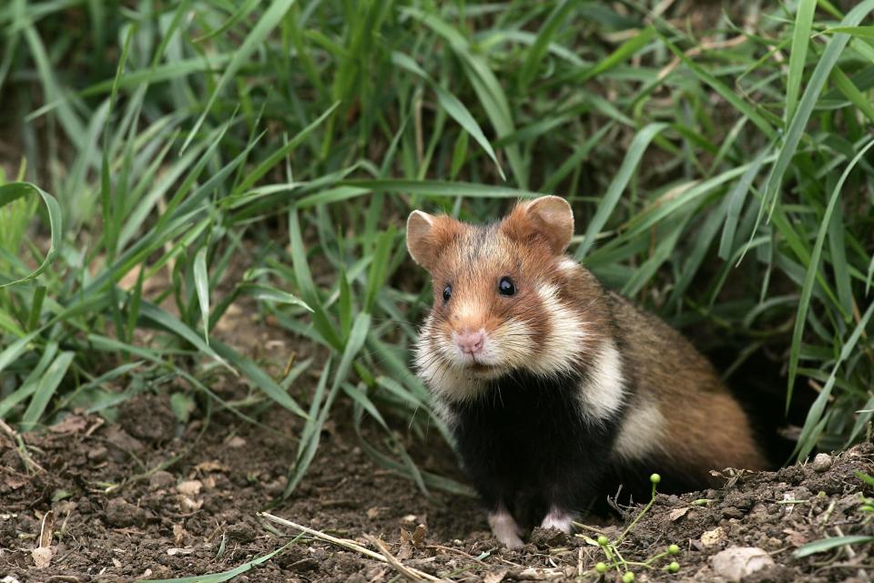 The European hamster, also known as the Eurasian hamster, black-bellied hamster or common hamster. (Photo: Sylvain CORDIER via Getty Images)