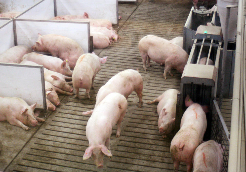 In this March 3, 2014 photo sows at Fair Oaks Farms in Fair Oaks, Ind., lay in nesting boxes, left, inside a larger group pen, while another eats inside an electronic feeding stall, right. Animal rights activists have been pushing hog farmers to move pregnant pigs into group pens from individual gestation stalls often too narrow for the animals to turn around. (AP Photo/M.L.Johnson)