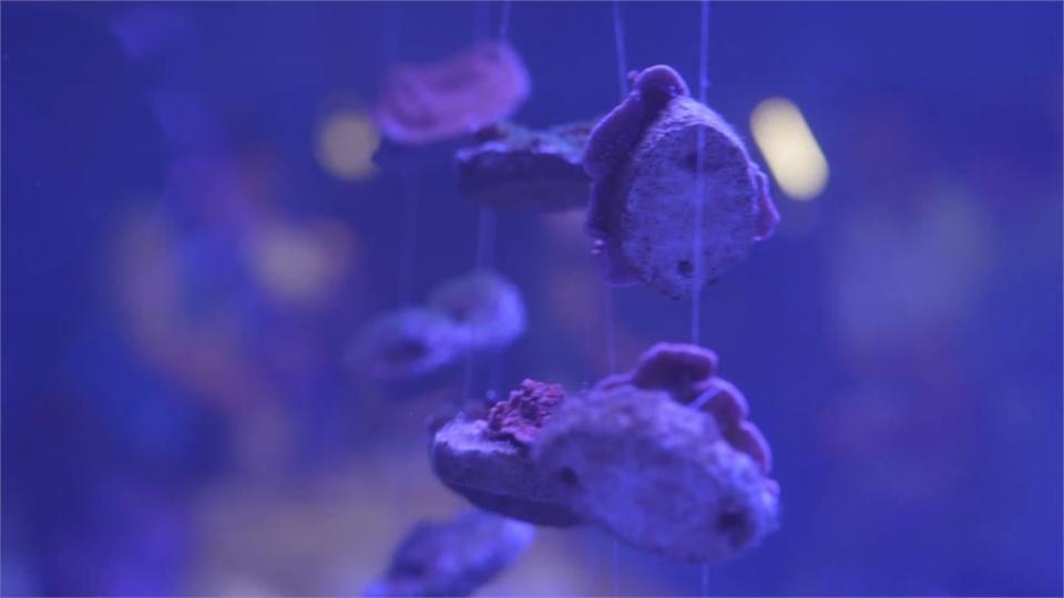 基隆海科館《地球．脈動中》開展　邀民眾體驗珊瑚復育