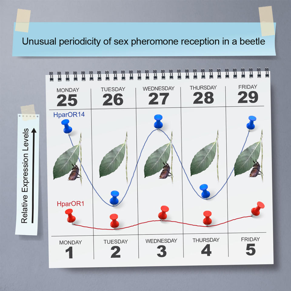 這幅圖表呈現了一種甲蟲在接收性信息素方面的不尋常週期性。圖中以一周日曆的形式展示，顯示出甲蟲性信息素接收器HparOR14（用藍色圖釘標記）和HparOR1（用紅色圖釘標記）的相對表達水平。這些接收器的活性不是每天都有，而是呈現出每48小時達到一次高峰的模式，這與傳統的24小時生物鐘相比，展現了獨特的「兩天一週期」節奏。藍色和紅色的曲線分別代表了兩種接收器在不同天的活性變化，而甲蟲的圖像則顯示它們在這些關鍵日子裡的行為，可能是在進行交配相關的活動。（圖／《當代生物學》）