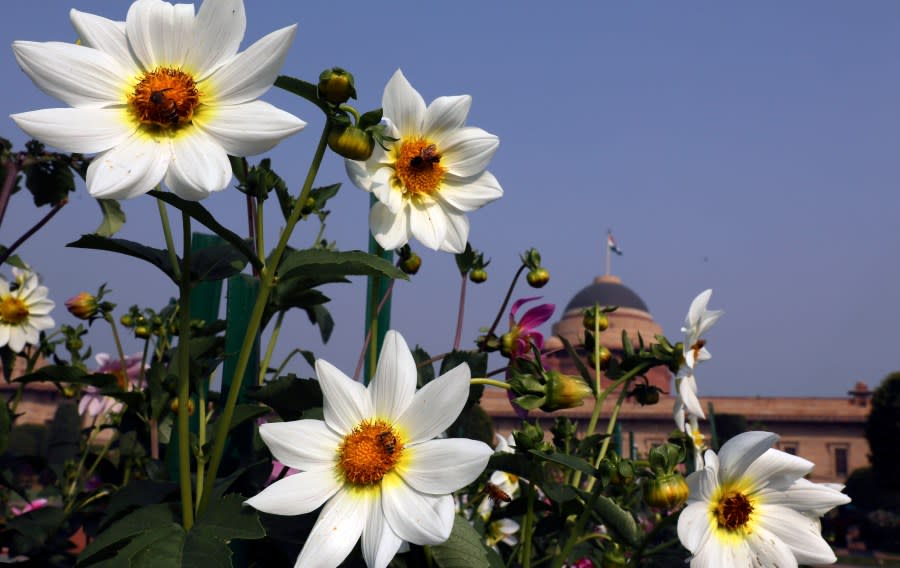 FILE - Bees hover over flowers in bloom at the Mughal gardens, in New Delhi, India, Feb. 11, 2021. (AP Photo/Manish Swarup, File)