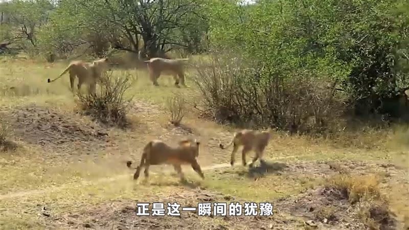 狒狒看到「一群母獅」追上來將牠堵在樹下，無處可逃直接成為「盤中飧」。（圖／翻攝自Fly看世界 YouTube）