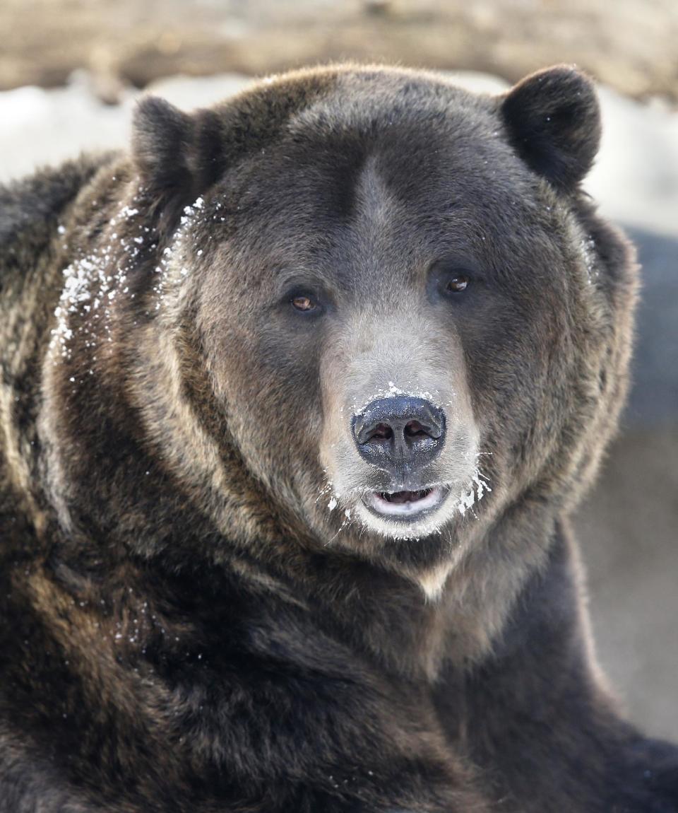 File-This Dec. 5, 2014 file photo shows a grizzly bear roams his pen, at Denver Zoo. In forty years, the U.S. government has spent billions of dollars trying to save some 1,500 species deemed endangered. House Republicans say that's translated into just 2 percent of protected species being recovered, and they want to overhaul the Endangered Species Act. Environmentalists and many Democrats credit the act with saving species from extinction. (AP Photo/Brennan Linsley,File)