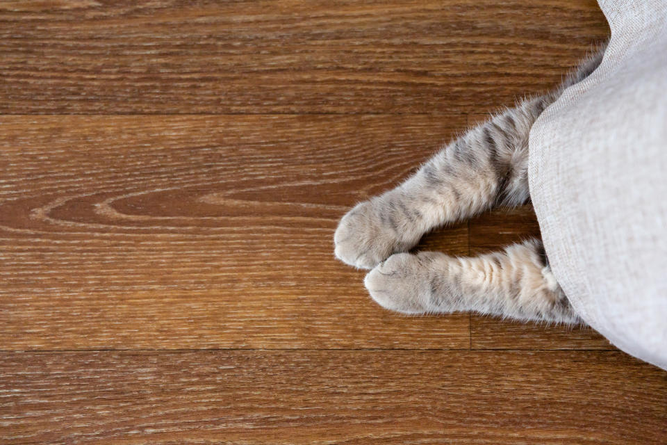 the gray kitten hid behind the curtain. The cats paws stick out from under the curtain. Copy space, place for text. View from above.