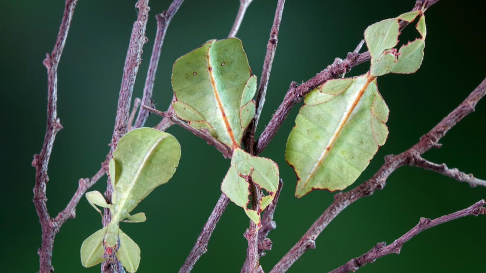 3 Green leaf insects on branches, mimic the appearance of leaves on a plant.