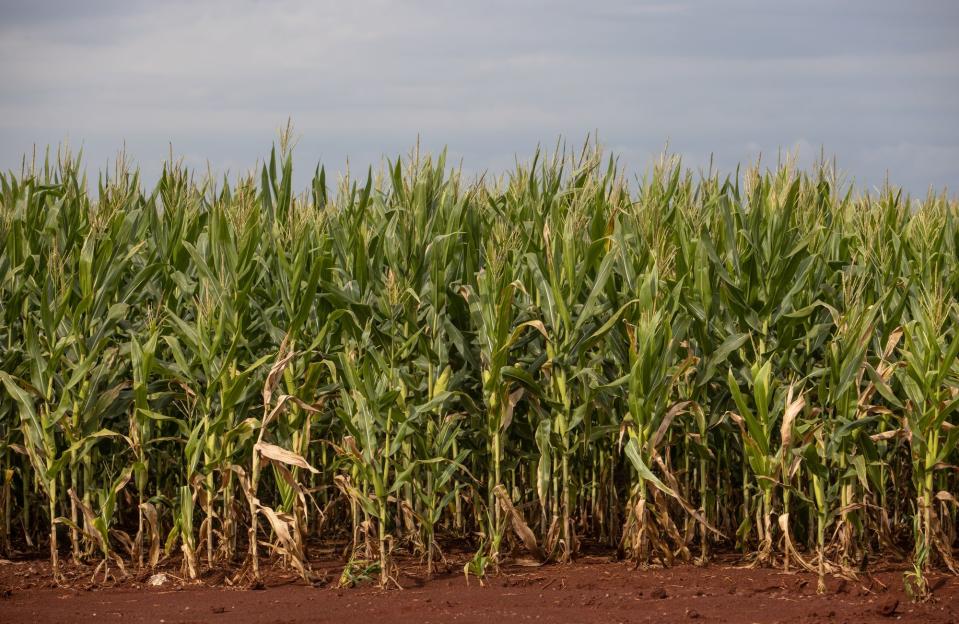 Los precios más altos de los productos básicos impulsarán la recuperación de México y Brasil