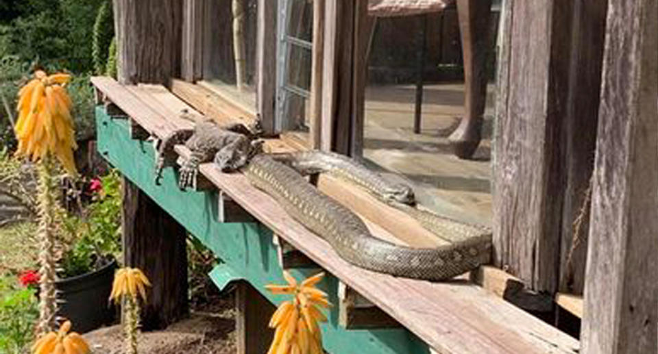  coastal carpet python and adult lace monitor (goanna) at home in Nimbin