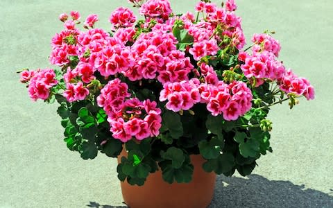 geraniums - Credit: Getty