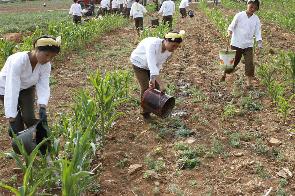 In this Friday, June 22, 2012 photo, female North Korean soldiers bring water to a corn field in Kohyon-ri, North Korea in the country's Hwangju County. Both Koreas are suffering from the worst dry spell since record keeping began more than a century ago, according to officials in Seoul and Pyongyang. (AP Photo/Kim Kwang Hyon)