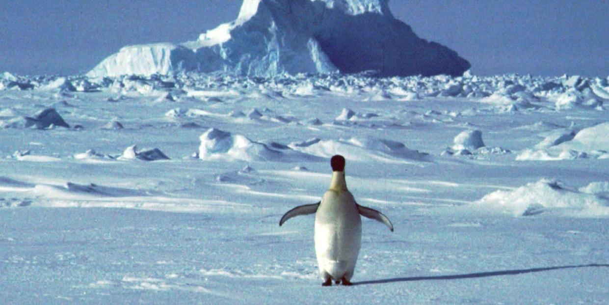 FILE - In this undated file photo, a lonely penguin appears in Antarctica during the southern hemisphere's summer season. The temperature in northern Antarctica hit nearly 65 degrees (18.3 degrees Celsius), a likely heat record on the continent best known for snow, ice, and penguins. The reading was taken Thursday, Feb. 5, 2020 at an Argentine research base and still needs to be verified by the World Meteorological Organization. (AP Photo/Rodrigo Jana, File)