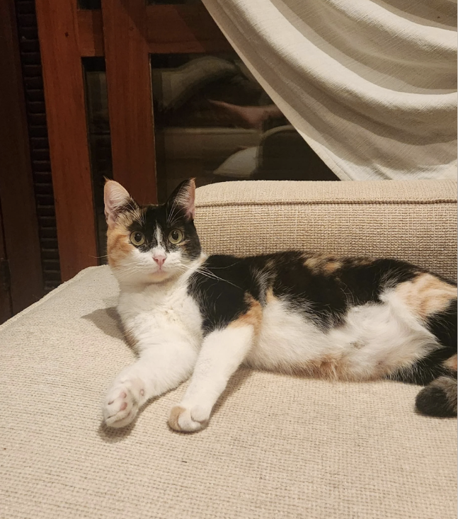 Calico cat lying on a beige couch, looking at the camera with a curious expression
