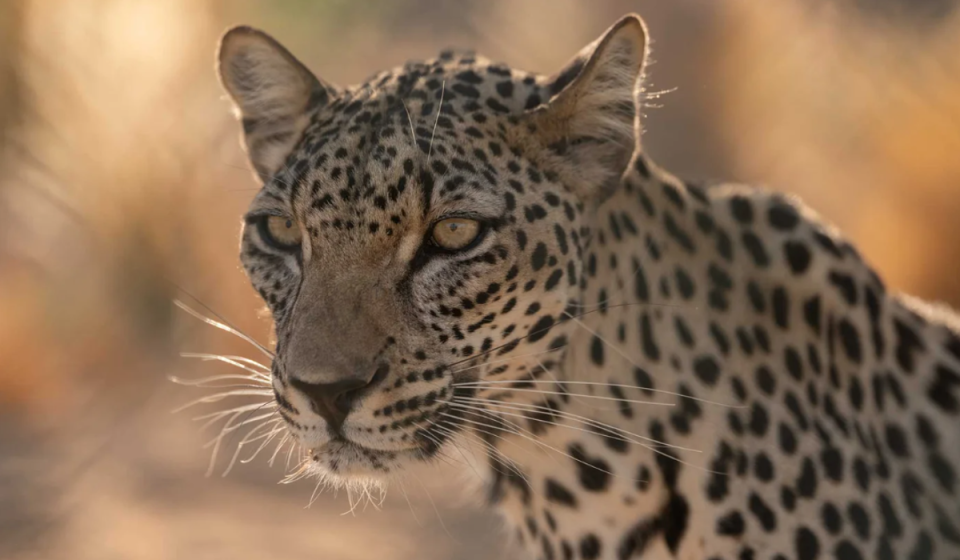 How to Rewild a Desert, step 4: Reintroduce... One of the aims of the project is to create an environment that is capable of supporting an apex predator ‒ in this case the endangered Arabian Leopard, which has a wild population of just an estimated 200 in the world. (Royal Commission of AlUla)