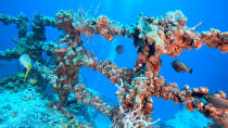 In this photo provided by the Florida Keys News Bureau, fish swim among coral, Sunday, May 15, 2022, that has grown on the retired Naval Landing Ship Dock Spiegel Grove, sunk 20 years earlier, six miles off Key Largo, Fla., to become an artificial reef. The vessel's storied past is to be celebrated May 17, 2022, the 20th anniversary of the sinking, with an event at a local cultural center that features key individuals reminiscing about the project. (Frazier Nivens/Florida Keys News Bureau via AP)