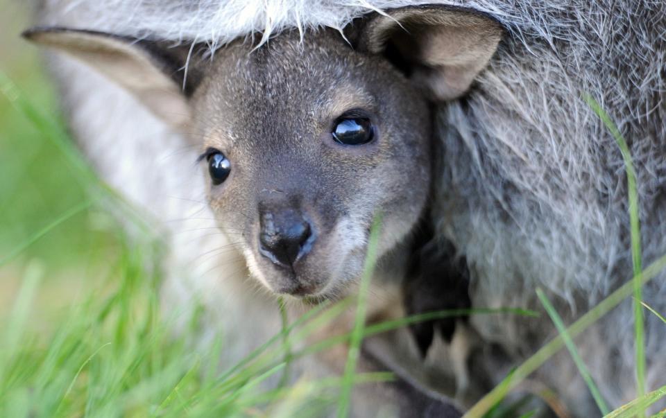 A closeup on a kangaroo's face