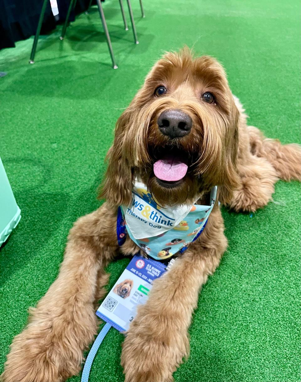 Sterling Jent performing his duties as a therapy dog at the U.S. Olympic swim trials in Lucas Oil Stadium.