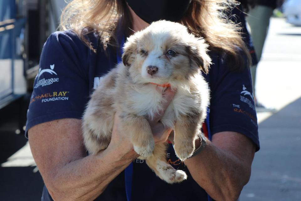 North Shore Animal League Takes in Puppy Mill Rescues