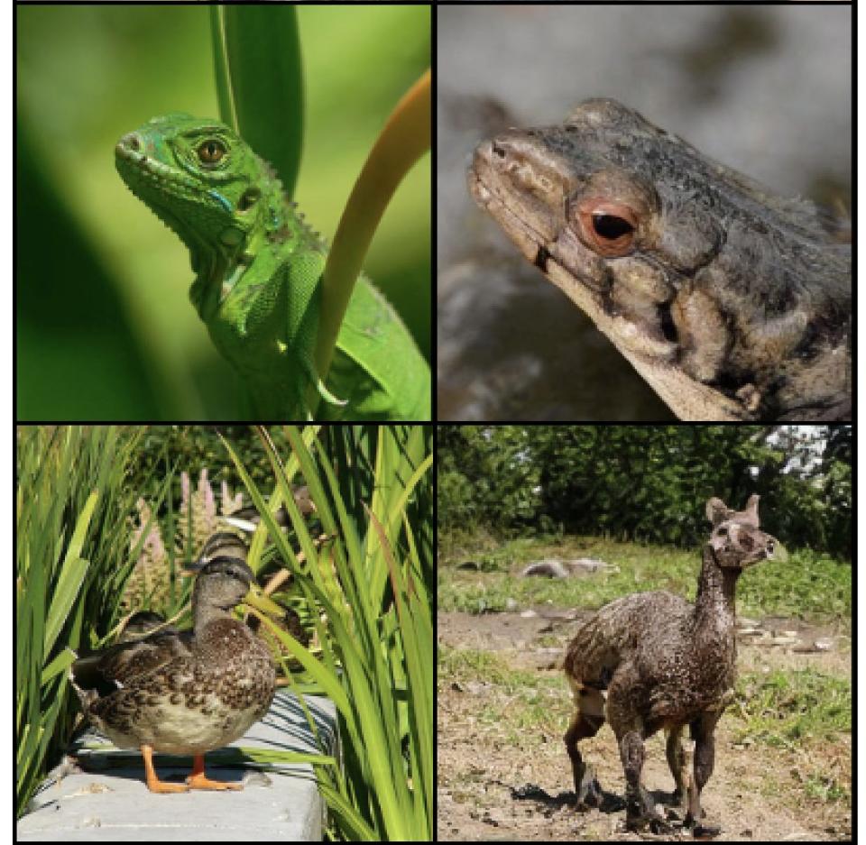 Photo of a green lizard (top left), and photo a duck (bottom left), alongside photos generated by AI from human brain waves.