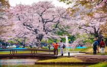 <p>It's not too late to plan a trip to <a rel="nofollow noopener" href="http://travelandleisure.com/travel-guide/tokyo" target="_blank" data-ylk="slk:Tokyo;elm:context_link;itc:0;sec:content-canvas" class="link ">Tokyo</a> to see the cherry blossoms this spring.</p> <p>You won't be alone, since the blooms attract tens if not hundreds of thousands of gawkers each year, but there are plenty of places to <a rel="nofollow noopener" href="http://www.travelandleisure.com/trip-ideas/nature-travel/see-cherry-blossoms" target="_blank" data-ylk="slk:get away from the crowds and just enjoy the flowers;elm:context_link;itc:0;sec:content-canvas" class="link ">get away from the crowds and just enjoy the flowers</a>.</p> <p>Fly from New York City to Tokyo for as little as <a rel="nofollow noopener" href="https://www.google.com/flights/#search;f=JFK,EWR,LGA;t=HND,NRT,23K;d=2017-04-11;r=2017-04-18" target="_blank" data-ylk="slk:$704 round-trip;elm:context_link;itc:0;sec:content-canvas" class="link ">$704 round-trip</a> on select dates in April and May.</p>