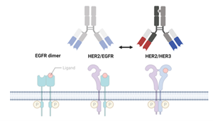 Hillstream Advances Next-Gen Multispecific Antibodies for Solid Tumors with Lead HER2/HER3 Program, HSB-3215