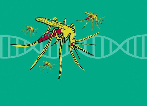 Cassidy DNA and mosquito GETTY