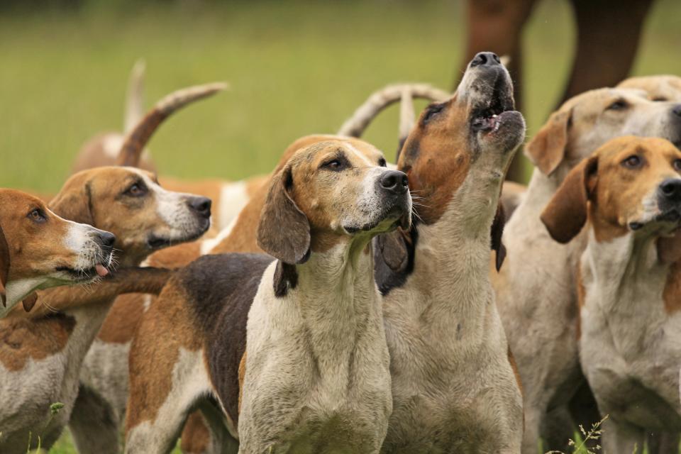 <span class="caption">La leishmaniose — une infection parasitaire qui provoque des plaies cutanées — a été découverte chez des fox-hounds en Amérique du Nord.</span> <span class="attribution"><span class="source">Shutterstock</span></span>