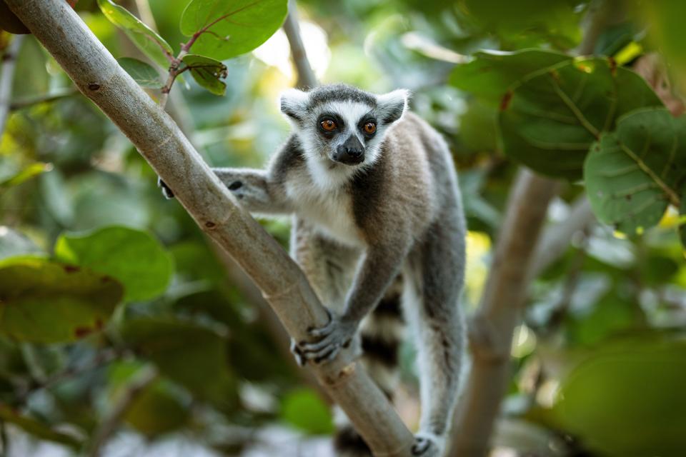 Around 70 percent of the species living on Necker Island have faced endangerment, including the island's trademark lemurs.