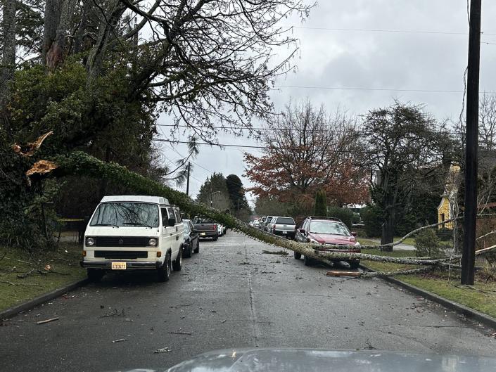 West Seattle resident Bill Schrier shared these photos of a tree down amid gusty winds and rain-saturated ground.