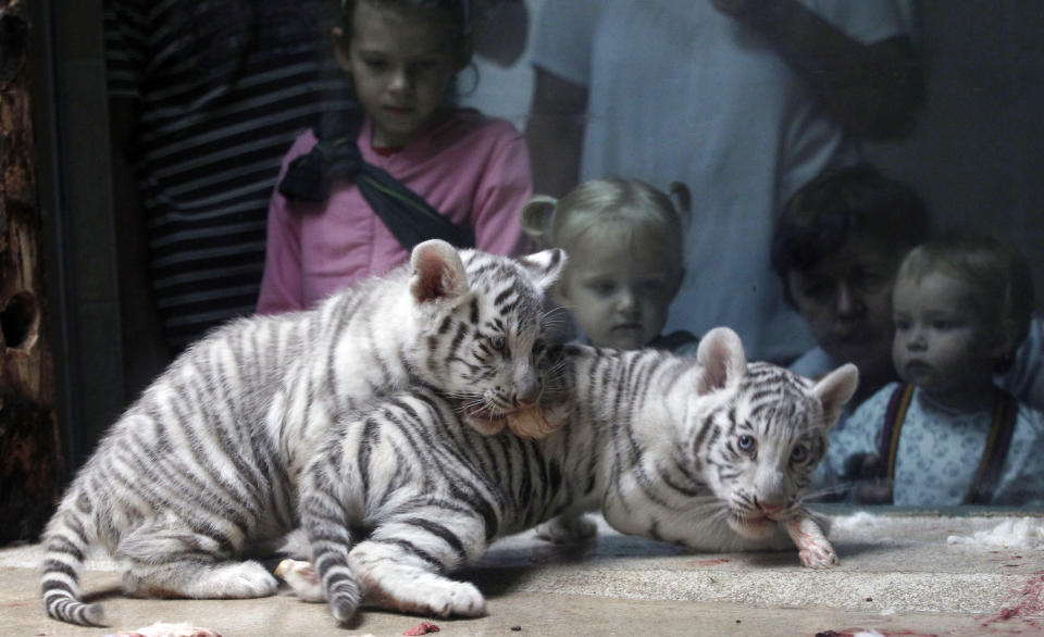 White tigers