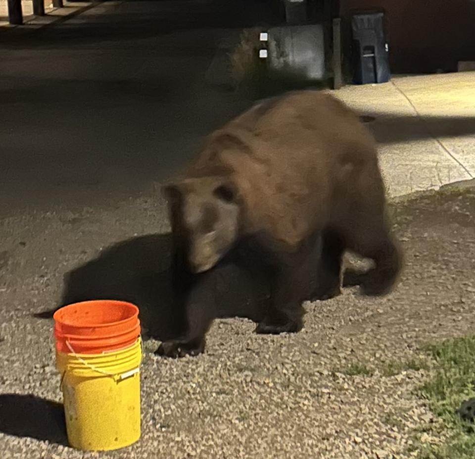 Hungry bear on the prowl. Photo Bamigboye/Deadline.